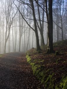 Preview wallpaper forest, trees, path, fog, light, nature