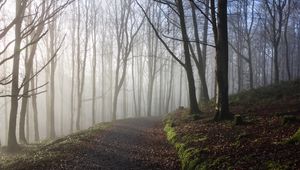 Preview wallpaper forest, trees, path, fog, light, nature