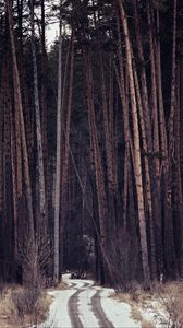 Preview wallpaper forest, trees, path, snow, traces
