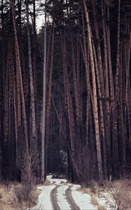 Preview wallpaper forest, trees, path, snow, traces