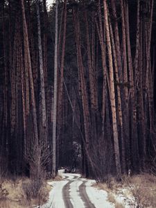 Preview wallpaper forest, trees, path, snow, traces