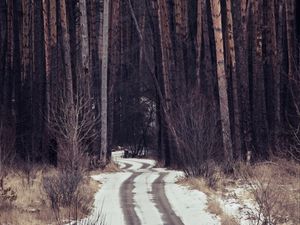Preview wallpaper forest, trees, path, snow, traces