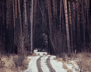 Preview wallpaper forest, trees, path, snow, traces