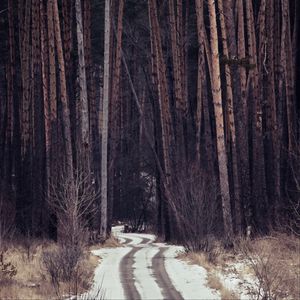 Preview wallpaper forest, trees, path, snow, traces