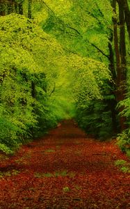 Preview wallpaper forest, trees, pathway