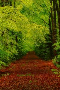 Preview wallpaper forest, trees, pathway