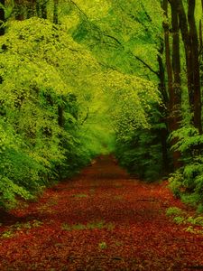 Preview wallpaper forest, trees, pathway