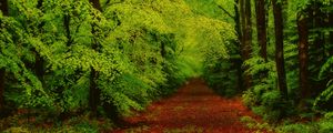 Preview wallpaper forest, trees, pathway