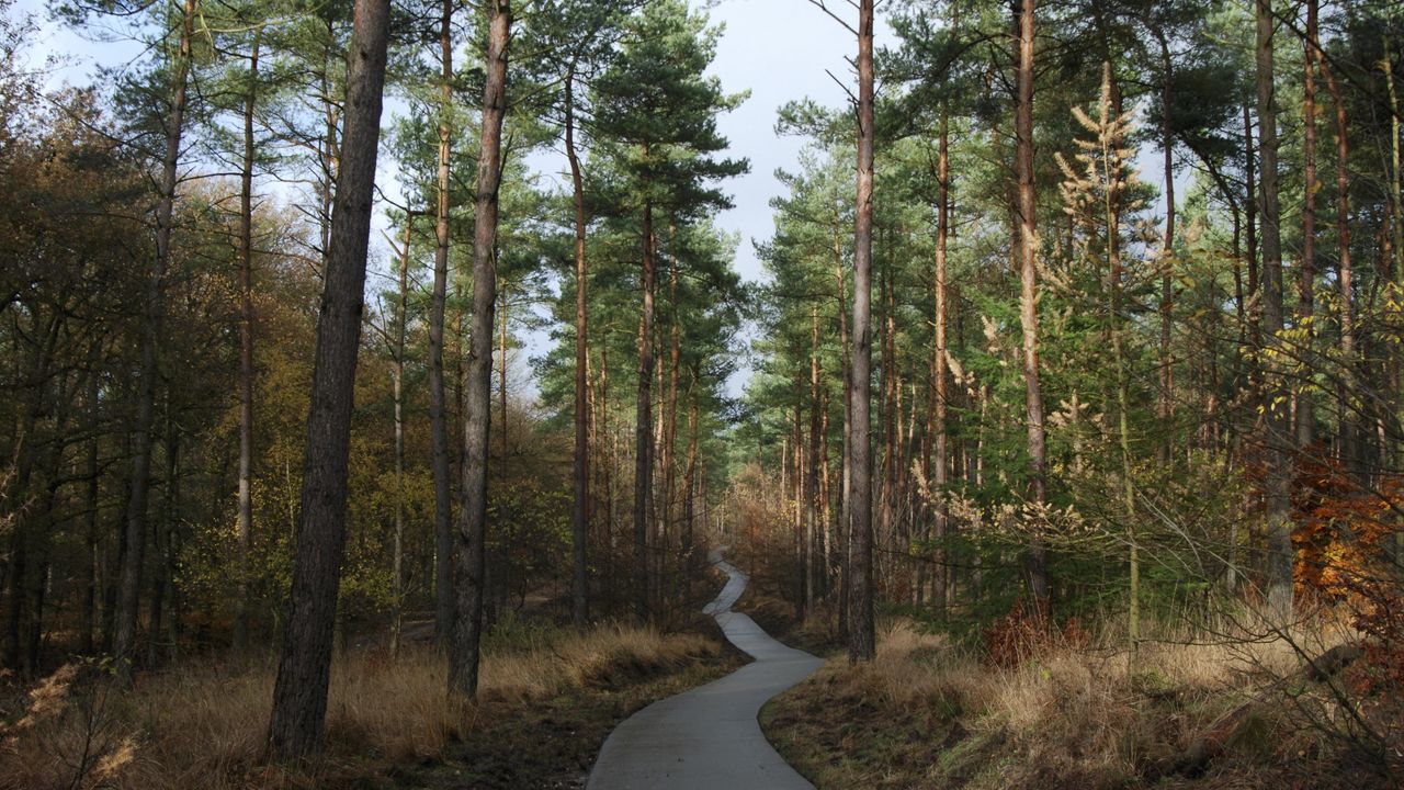 Wallpaper forest, trees, pathway