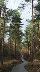 Preview wallpaper forest, trees, pathway