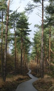 Preview wallpaper forest, trees, pathway