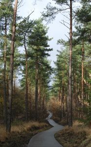 Preview wallpaper forest, trees, pathway