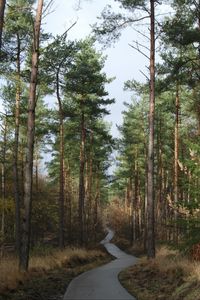 Preview wallpaper forest, trees, pathway