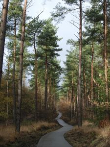 Preview wallpaper forest, trees, pathway