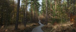 Preview wallpaper forest, trees, pathway