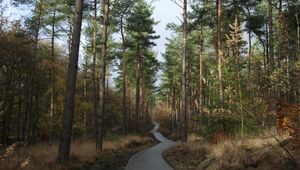 Preview wallpaper forest, trees, pathway