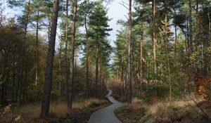 Preview wallpaper forest, trees, pathway