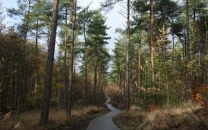 Preview wallpaper forest, trees, pathway