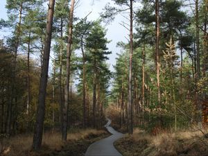 Preview wallpaper forest, trees, pathway