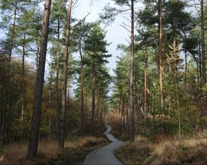 Preview wallpaper forest, trees, pathway