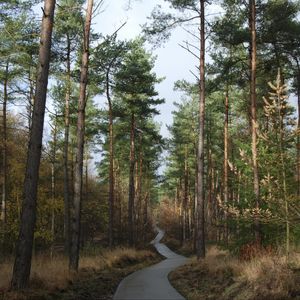 Preview wallpaper forest, trees, pathway