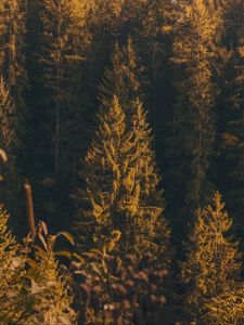 Preview wallpaper forest, trees, pine, conifer, nature