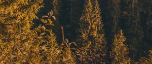 Preview wallpaper forest, trees, pine, conifer, nature