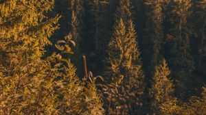 Preview wallpaper forest, trees, pine, conifer, nature