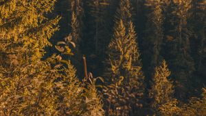 Preview wallpaper forest, trees, pine, conifer, nature