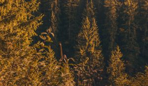 Preview wallpaper forest, trees, pine, conifer, nature