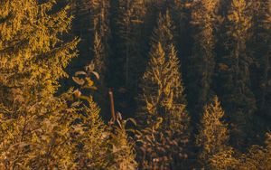 Preview wallpaper forest, trees, pine, conifer, nature