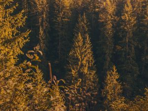 Preview wallpaper forest, trees, pine, conifer, nature