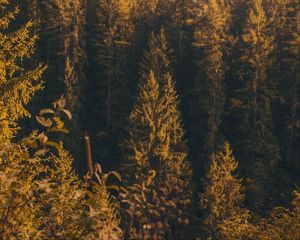 Preview wallpaper forest, trees, pine, conifer, nature