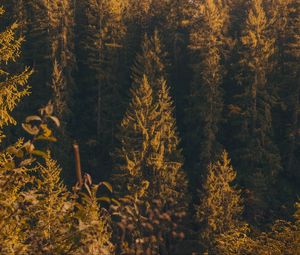 Preview wallpaper forest, trees, pine, conifer, nature