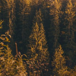 Preview wallpaper forest, trees, pine, conifer, nature