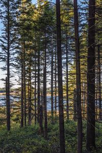 Preview wallpaper forest, trees, pine, river