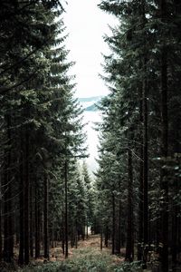 Preview wallpaper forest, trees, pine, path, fog