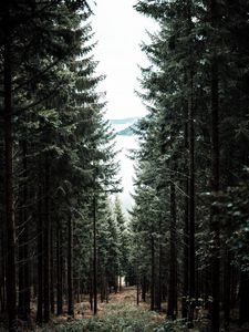 Preview wallpaper forest, trees, pine, path, fog