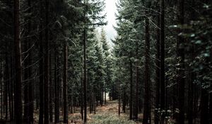 Preview wallpaper forest, trees, pine, path, fog