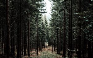 Preview wallpaper forest, trees, pine, path, fog