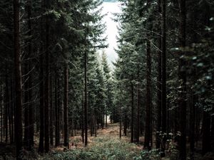 Preview wallpaper forest, trees, pine, path, fog