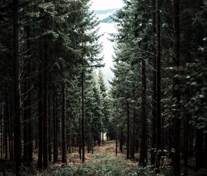 Preview wallpaper forest, trees, pine, path, fog