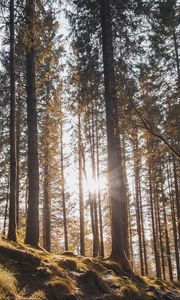 Preview wallpaper forest, trees, pines, sun, sunlight