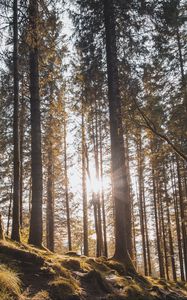 Preview wallpaper forest, trees, pines, sun, sunlight