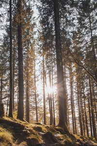 Preview wallpaper forest, trees, pines, sun, sunlight