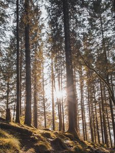 Preview wallpaper forest, trees, pines, sun, sunlight