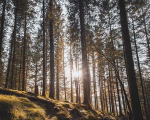 Preview wallpaper forest, trees, pines, sun, sunlight