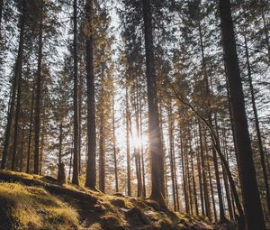 Preview wallpaper forest, trees, pines, sun, sunlight