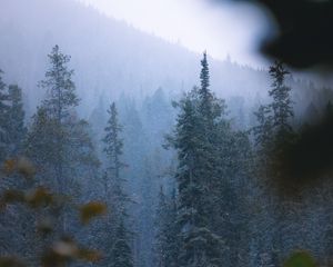 Preview wallpaper forest, trees, pines, snow, snowfall