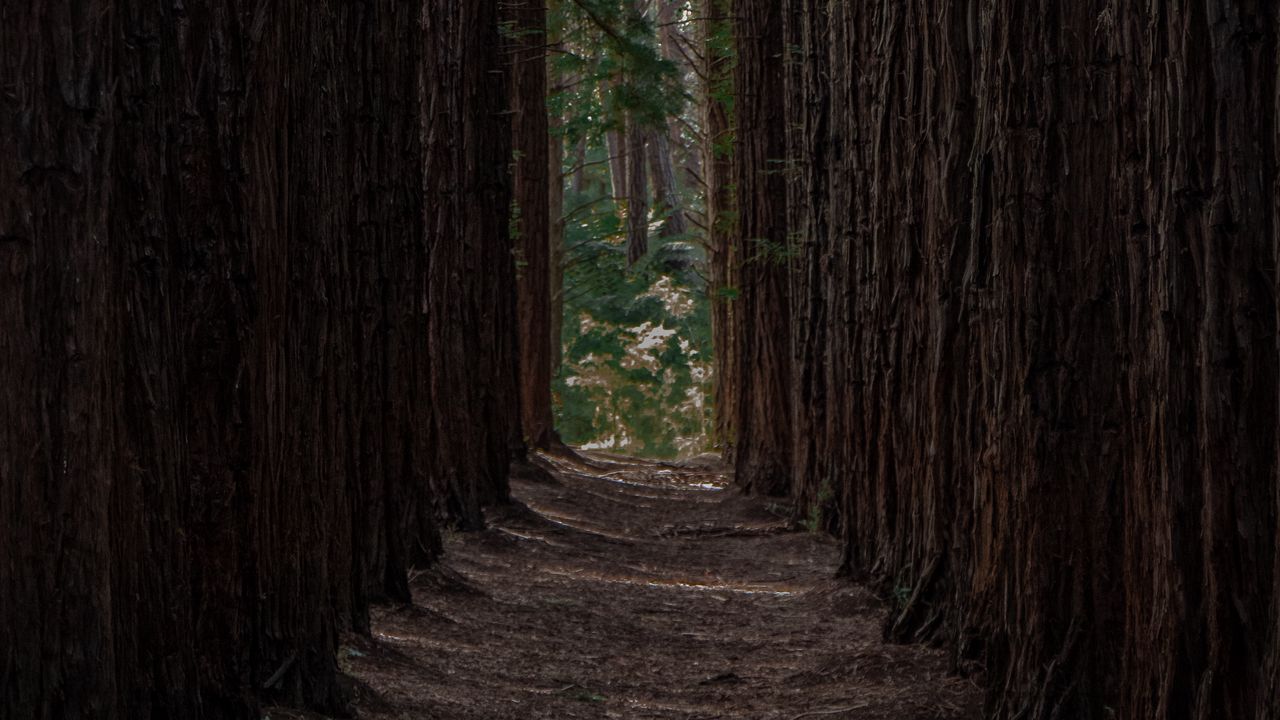 Wallpaper forest, trees, pines, rows, path